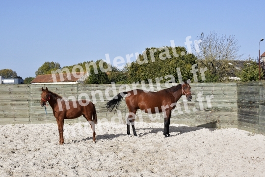 ELEVAGE JEAN-MICHEL DUBOIS