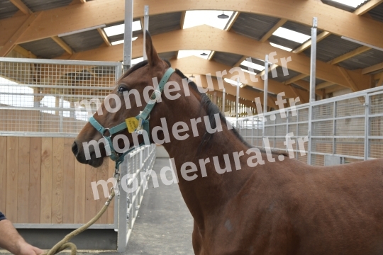 ELEVAGE PHILIPPE BARBE