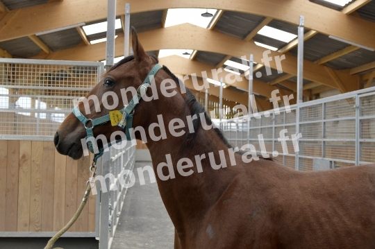 ELEVAGE PHILIPPE BARBE