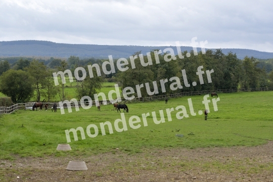 ELEVAGE PHILIPPE BARBE