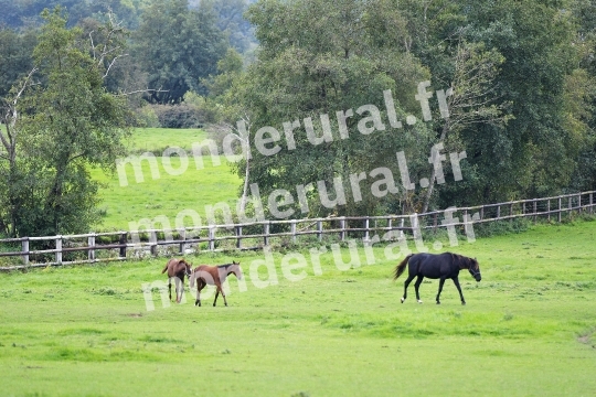 ELEVAGE PHILIPPE BARBE