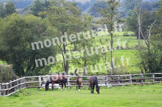 ELEVAGE PHILIPPE BARBE