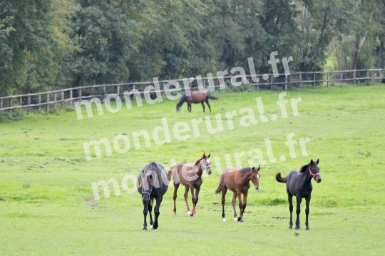 ELEVAGE PHILIPPE BARBE