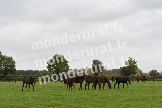 ELEVAGE PHILIPPE BARBE