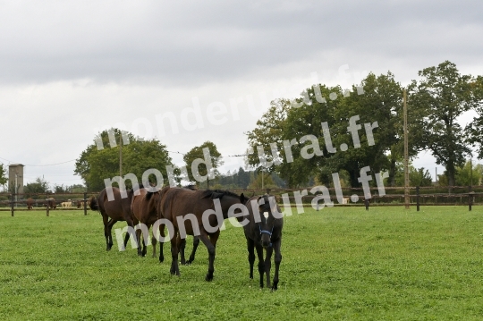 ELEVAGE PHILIPPE BARBE