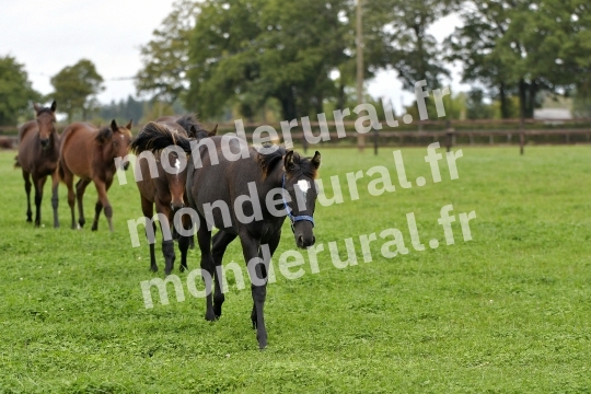 ELEVAGE PHILIPPE BARBE