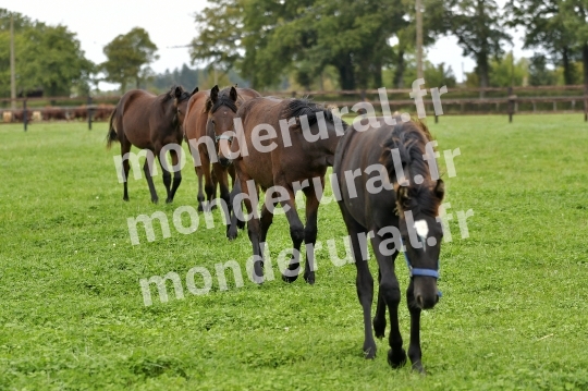 ELEVAGE PHILIPPE BARBE