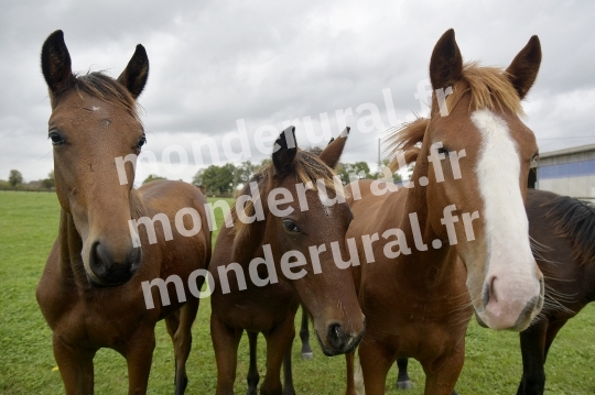 ELEVAGE PHILIPPE BARBE