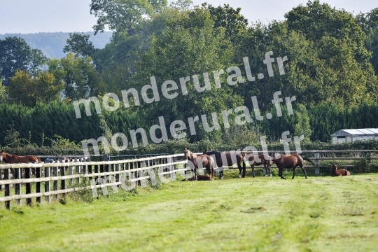 ELEVAGE PIERRE-EMMANUEL MARY