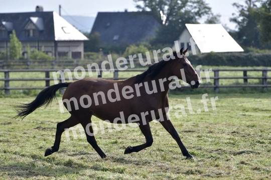 ELEVAGE PIERRE-EMMANUEL MARY