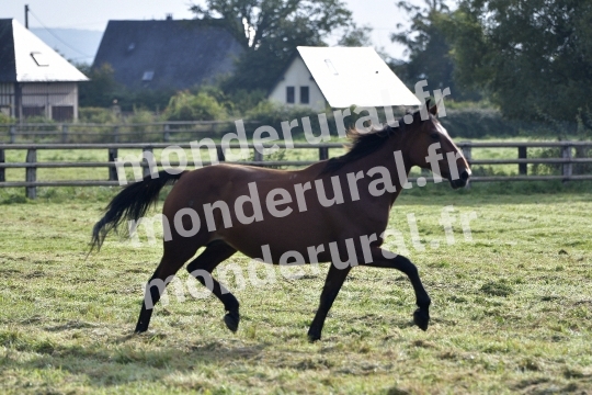 ELEVAGE PIERRE-EMMANUEL MARY