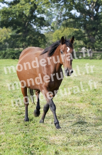 ELEVAGE PIERRE-EMMANUEL MARY