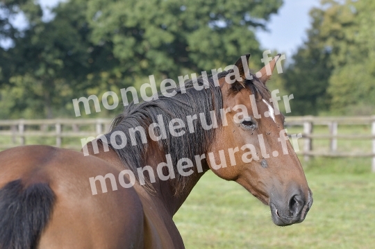 ELEVAGE PIERRE-EMMANUEL MARY