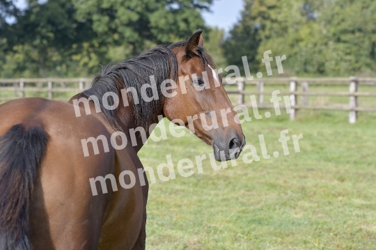 ELEVAGE PIERRE-EMMANUEL MARY