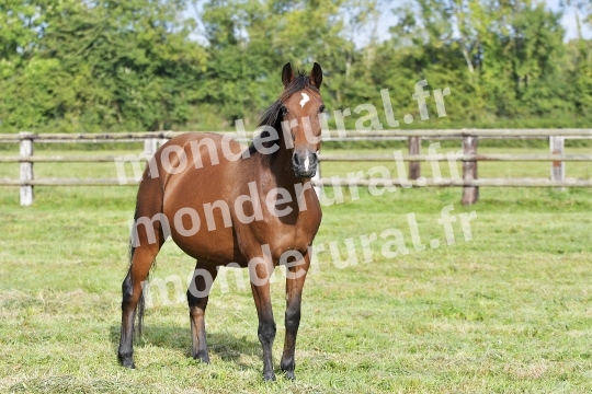 ELEVAGE PIERRE-EMMANUEL MARY