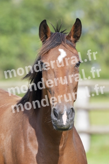 ELEVAGE PIERRE-EMMANUEL MARY