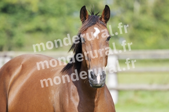 ELEVAGE PIERRE-EMMANUEL MARY