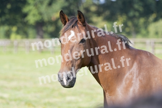 ELEVAGE PIERRE-EMMANUEL MARY