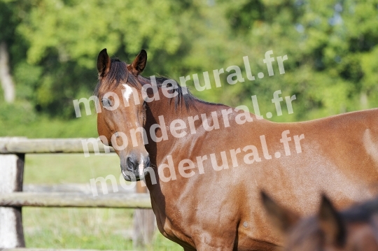 ELEVAGE PIERRE-EMMANUEL MARY