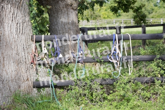 ELEVAGE PIERRE-EMMANUEL MARY