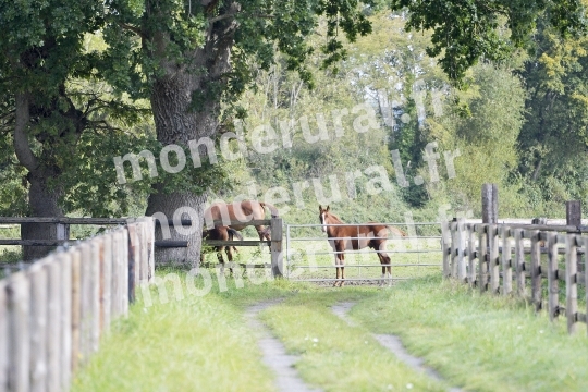 ELEVAGE PIERRE-EMMANUEL MARY