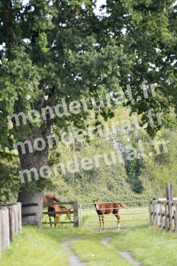 ELEVAGE PIERRE-EMMANUEL MARY