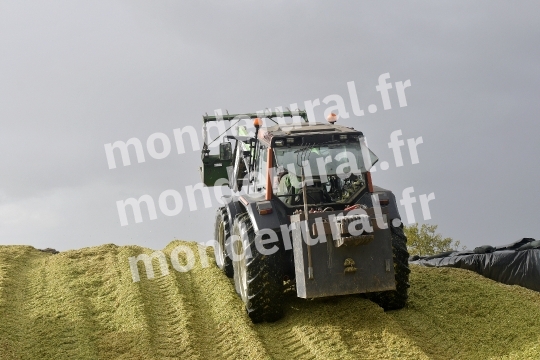 Ensilage de mais