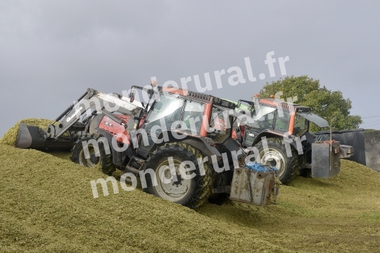 Ensilage de mais