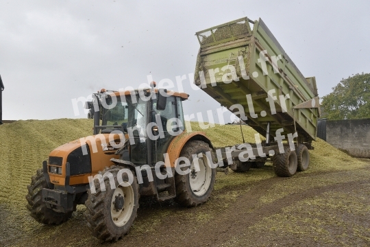 Ensilage de mais
