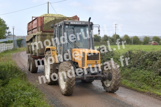 Ensilage de mais