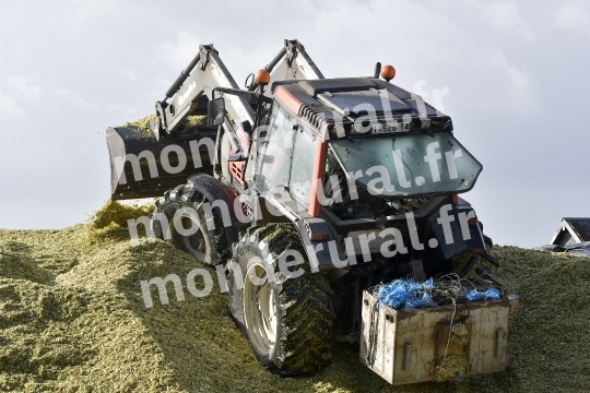 Ensilage de mais
