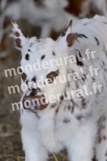 ,vache normande