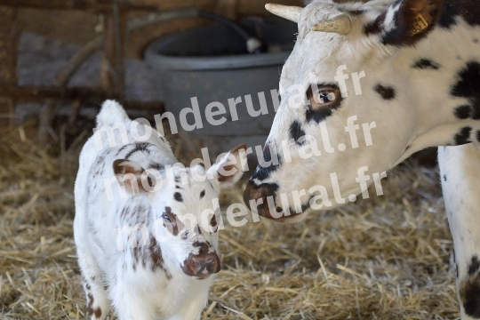 ,vache normande