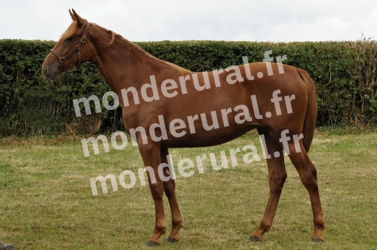 Ventes Deauville - Haras de la Tour de Vandel