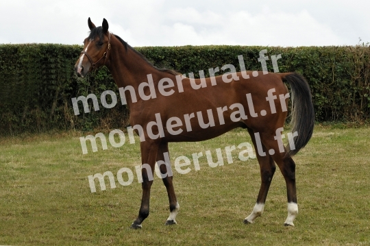 Ventes Deauville - Haras de la Tour de Vandel