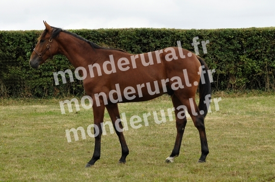 Ventes Deauville - Haras de la Tour de Vandel