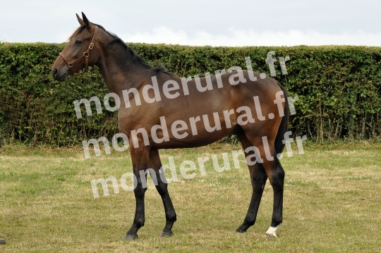 Ventes Deauville - Haras de la Tour de Vandel