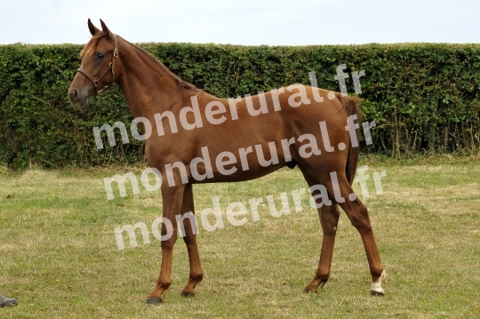 Ventes Deauville - Haras de la Tour de Vandel