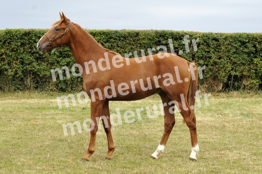 Ventes Deauville - Haras de la Tour de Vandel