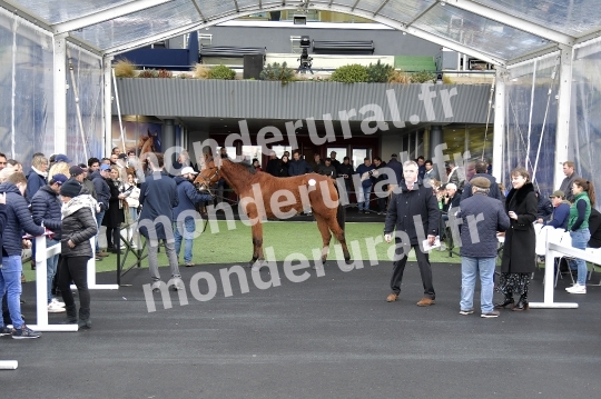 VENTES DU PRIX D AMERIQUE